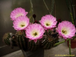 Echinopsis Hybride 038